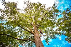 How Our Tree Care Process Works  in Bronx, NY