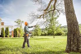 Best Tree Cabling and Bracing  in Bronx, NY