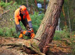 Best Stump Grinding and Removal  in Bronx, NY