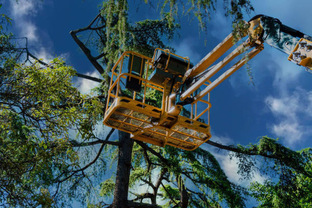 Professional Tree Services in Bronx, NY